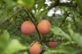 Prunus salicina branch with orange plums