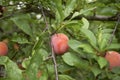 Prunus salicina branch with orange plums Royalty Free Stock Photo