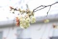 Prunus salicina Japanese plumblossoms