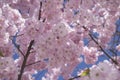 Prunus sargentii accolade sargent cherry flowering tree branches, beauty groups light pink petal flowers in bloom and buds Royalty Free Stock Photo