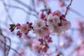 Prunus sargentii accolade sargent cherry flowering tree branches, beautiful groups light pink petal flowers in bloom and buds