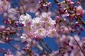 Prunus sargentii accolade sargent cherry flowering tree branches, beautiful groups light pink petal flowers in bloom and buds Royalty Free Stock Photo