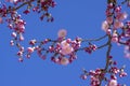 Prunus sargentii accolade sargent cherry flowering tree branches, beautiful groups light pink petal flowers in bloom and buds Royalty Free Stock Photo