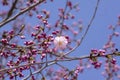 Prunus sargentii accolade sargent cherry flowering tree branches, beautiful groups light pink petal flowers in bloom and buds