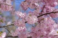 Prunus sargentii accolade sargent cherry flowering tree branches, beauty groups light pink petal flowers in bloom and buds