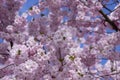 Prunus sargentii accolade sargent cherry flowering tree branches, beauty groups light pink petal flowers in bloom and buds Royalty Free Stock Photo