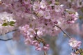 Prunus sargentii accolade sargent cherry flowering tree branches, beauty groups light pink petal flowers in bloom and buds Royalty Free Stock Photo