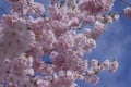 Prunus sargentii accolade sargent cherry flowering tree branches, beauty groups light pink petal flowers in bloom and buds Royalty Free Stock Photo
