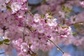 Prunus sargentii accolade sargent cherry flowering tree branches, beauty groups light pink petal flowers in bloom and buds Royalty Free Stock Photo