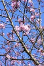 Prunus sargentii blossom