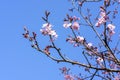 Prunus sargentii blossom