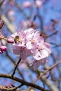 Prunus sargentii Sargent`s cherry