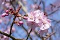 Prunus sargentii commonly known as Sargent`s cherry Royalty Free Stock Photo