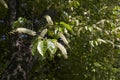 Prunus serotina tree in bloom Royalty Free Stock Photo
