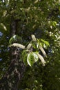 Prunus serotina tree in bloom Royalty Free Stock Photo