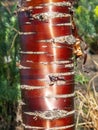 Prunus serrula Tibetan Cherry Tree bark Royalty Free Stock Photo