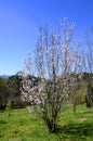 Prunus serrulata `Amanogawa` in flower Royalty Free Stock Photo