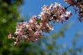 Prunus serrulata japanese cherry Royalty Free Stock Photo