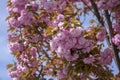 Prunus serrulata Japanese cherry tree double flower cultivation called sakura or taihaku in bloom, flowering oriental cherry Royalty Free Stock Photo