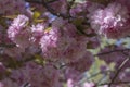 Prunus serrulata Japanese cherry tree double flower cultivation called sakura or taihaku in bloom, flowering oriental cherry Royalty Free Stock Photo