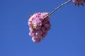 Prunus serrulata Japanese cherry tree double flower cultivation called sakura or taihaku in bloom, flowering oriental cherry Royalty Free Stock Photo