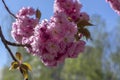 Prunus serrulata Japanese cherry tree double flower cultivation called sakura or taihaku in bloom, flowering oriental cherry Royalty Free Stock Photo