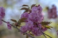 Prunus serrulata Japanese cherry tree double flower cultivation called sakura or taihaku in bloom, flowering oriental cherry Royalty Free Stock Photo