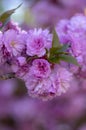 Prunus serrulata Japanese cherry tree double flower cultivation called sakura or taihaku in bloom, flowering oriental cherry Royalty Free Stock Photo