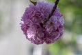 Prunus serrulata Japanese cherry tree double flower cultivation called sakura or taihaku in bloom, flowering oriental cherry Royalty Free Stock Photo