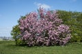 Flowering tree of Prunus serrulata `Kanzan Royalty Free Stock Photo