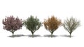 Prunus serrulata 'Kanzan' (Four Seasons) Royalty Free Stock Photo