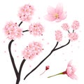 Prunus serrulata - Pink Cherry blossom, Sakura. National Flower of Japan. Vector Illustration.