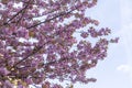 Sakura or Japanese cherry tree in the spring Royalty Free Stock Photo