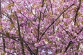 Sakura or Japanese cherry tree in the spring Royalty Free Stock Photo