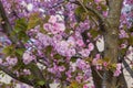 Sakura or Japanese cherry tree in the spring Royalty Free Stock Photo