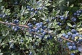 Prunus spinosa berries in the summer. Blackthorn or Sloe bluish fruits growing on the tree Royalty Free Stock Photo