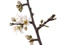 Prunus spinosa, blackthorn aka sloe blossom in springtime, isolated on white background. Delicate white flowers, close Royalty Free Stock Photo