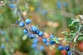 Prunus spinosa, blackthorn, blue autumn fruit, medicinal plant, popular as a jam, wine, liqueur Royalty Free Stock Photo