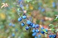 Prunus spinosa, blackthorn, blue autumn fruit, medicinal plant, popular as a jam, wine, liqueur Royalty Free Stock Photo