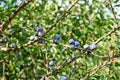 Prunus spinosa, blackthorn, blue autumn fruit, medicinal plant, popular as a jam, wine, liqueur Royalty Free Stock Photo