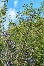 Prunus spinosa, blackthorn, blue autumn fruit, medicinal plant, popular as a jam, wine, liqueur Royalty Free Stock Photo