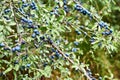 Prunus spinosa, blackthorn, blue autumn fruit, medicinal plant, popular as a jam, wine, liqueur Royalty Free Stock Photo