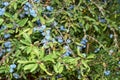 Prunus spinosa, blackthorn, blue autumn fruit, medicinal plant, popular as a jam, wine, liqueur Royalty Free Stock Photo