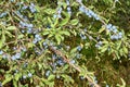 Prunus spinosa, blackthorn, blue autumn fruit, medicinal plant, popular as a jam, wine, liqueur Royalty Free Stock Photo