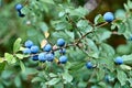 Prunus spinosa, blackthorn, blue autumn fruit, medicinal plant, popular as a jam, wine, liqueur Royalty Free Stock Photo