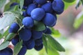 Prunus spinosa. The blackthorn is ripening on the bush. The branch of the blue plums. The sloe is growing in the rural garden