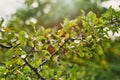 Prunus spinosa, blackthorn or sloe berries background.  Fresh blackthorn berries with twig, branch and leaves. Autumn wild fruit Royalty Free Stock Photo