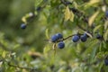 Prunus spinosa blackthorn sloe with blue ripening fruits on shrub branches with leaves Royalty Free Stock Photo