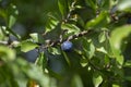 Prunus spinosa blackthorn sloe with blue ripening fruits on shrub branches with leaves