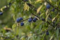 Prunus spinosa blackthorn sloe with blue ripening fruits on shrub branches with leaves
